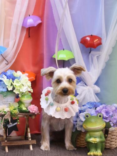 20230624あーるちゃん